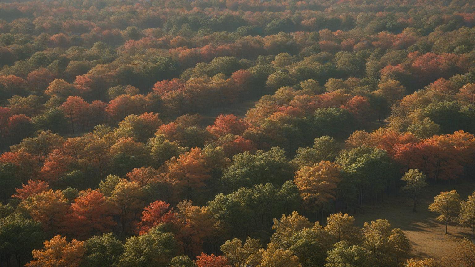 Tree Stand Placement for White-Tailed Deer Hunting in Different Arkansas Terrains